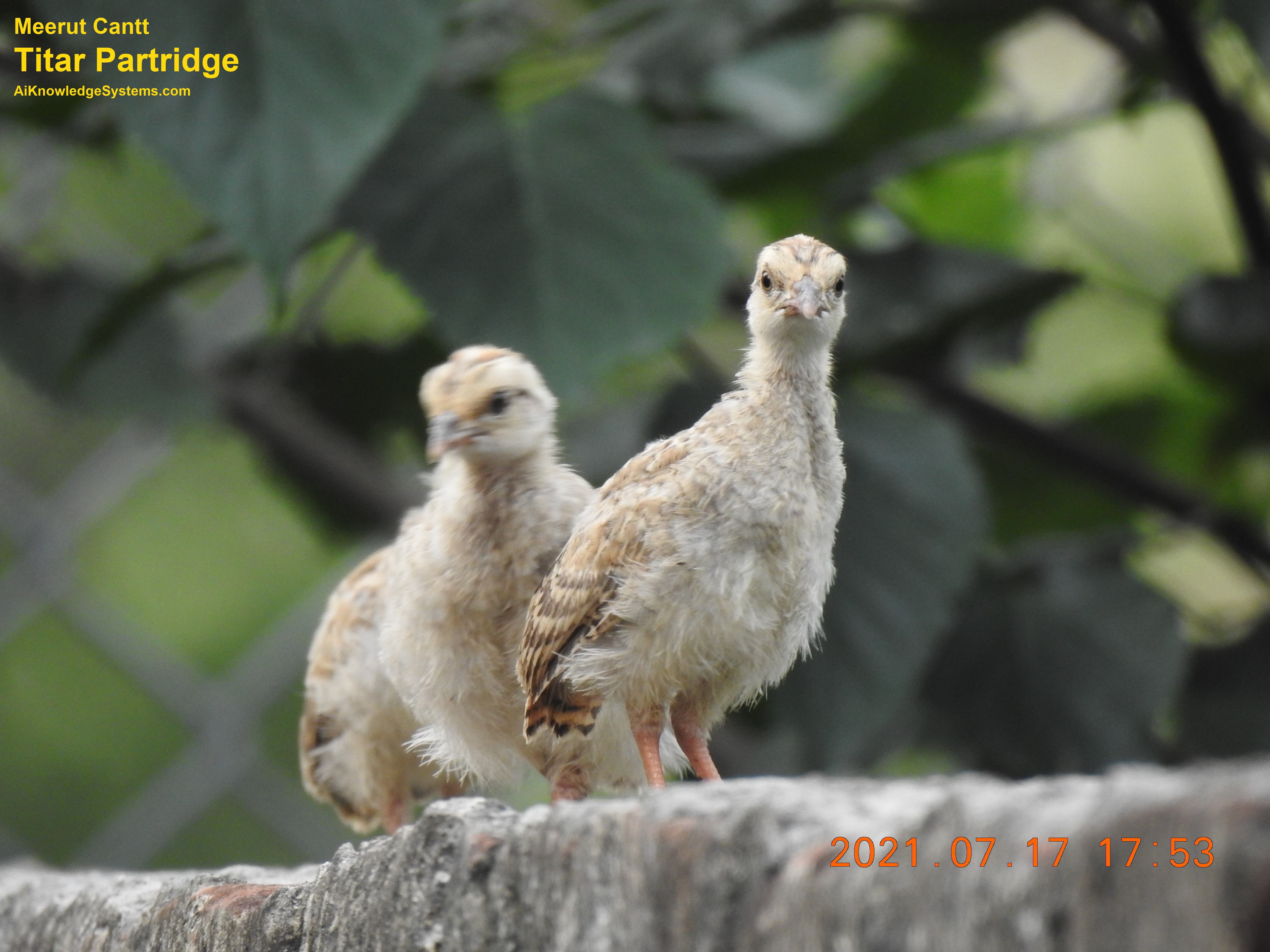 Titar Partridge (55) Coming Soon